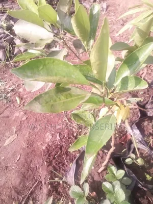 Orange Seedlings(Washington)