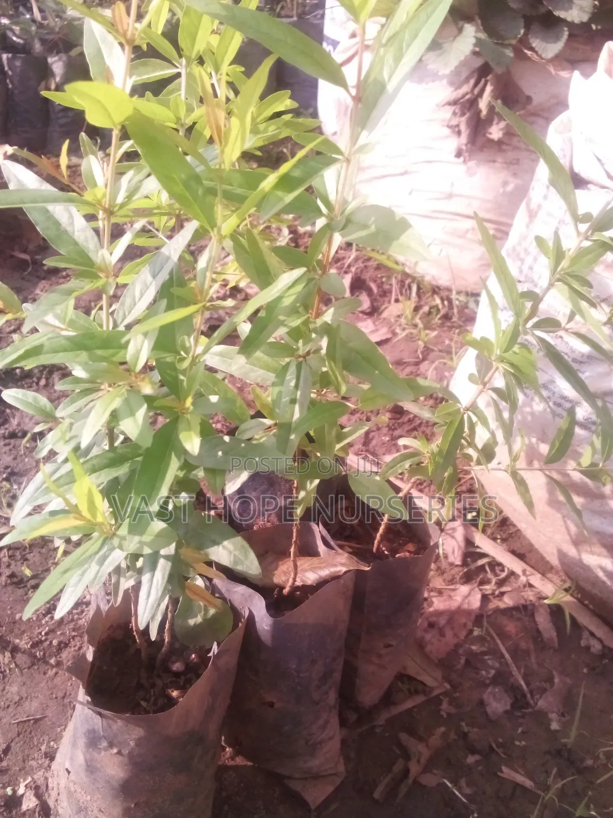 Pomegranate Seedlings(Enkoma Mawanga)