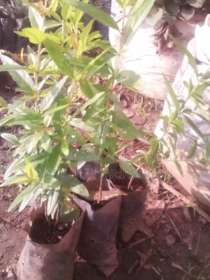 Pomegranate Seedlings(Enkoma Mawanga)