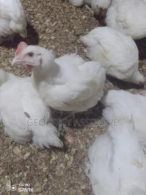 Photo - Broiler Chicken