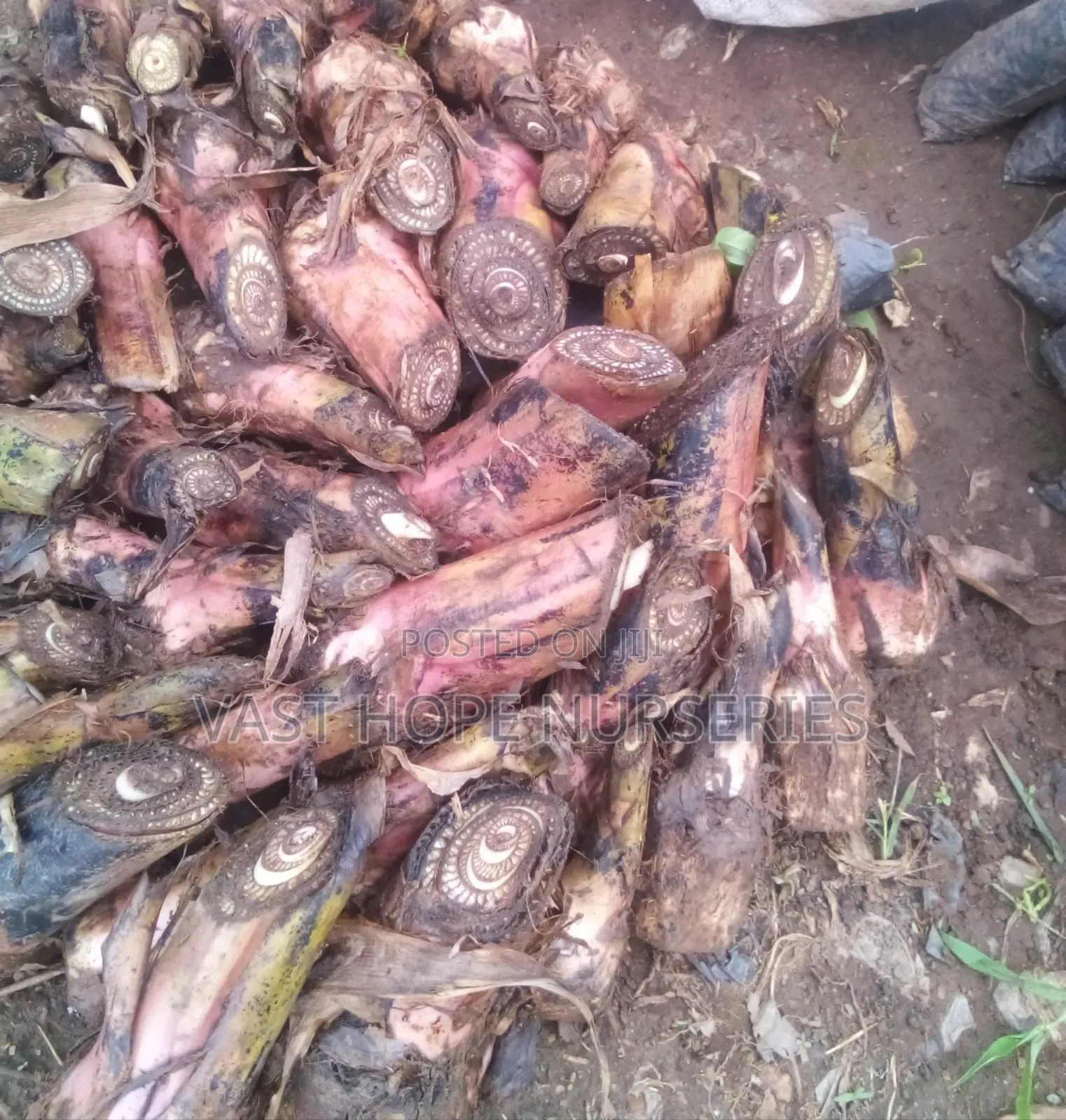 Banana Suckers for Food