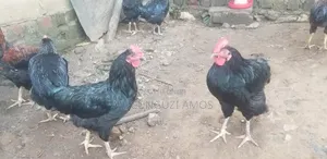 Photo - Local Chicken 4 Sale 50pcs