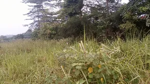 8 Acres of Land in Buwama Mpigi