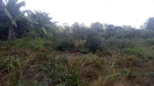 8 Acres of Land in Buwama Mpigi