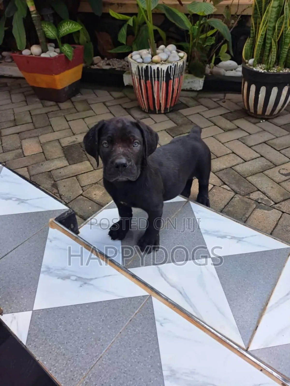 1-3 months Male Purebred Boerboel