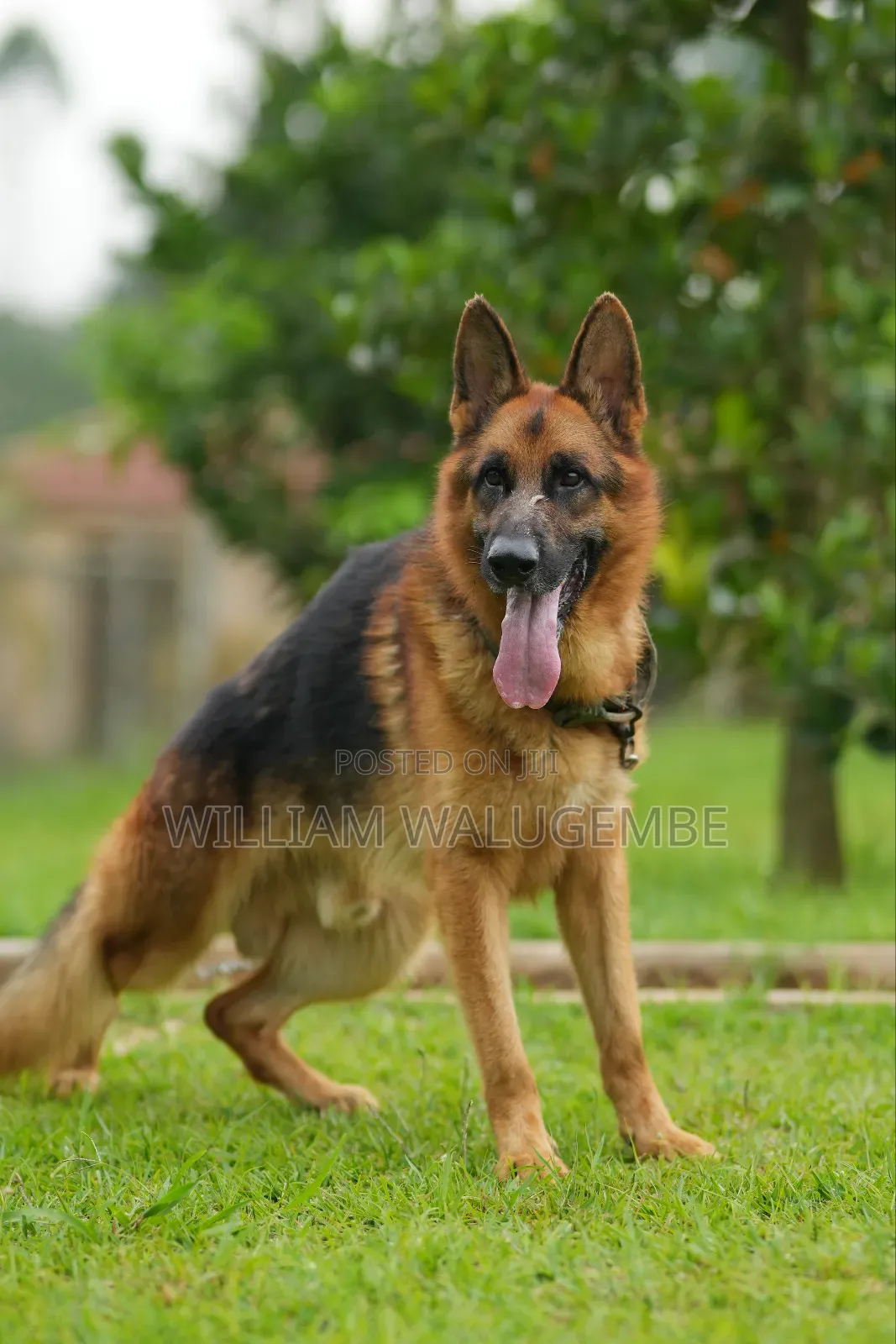3-6 months Male Purebred German Shepherd