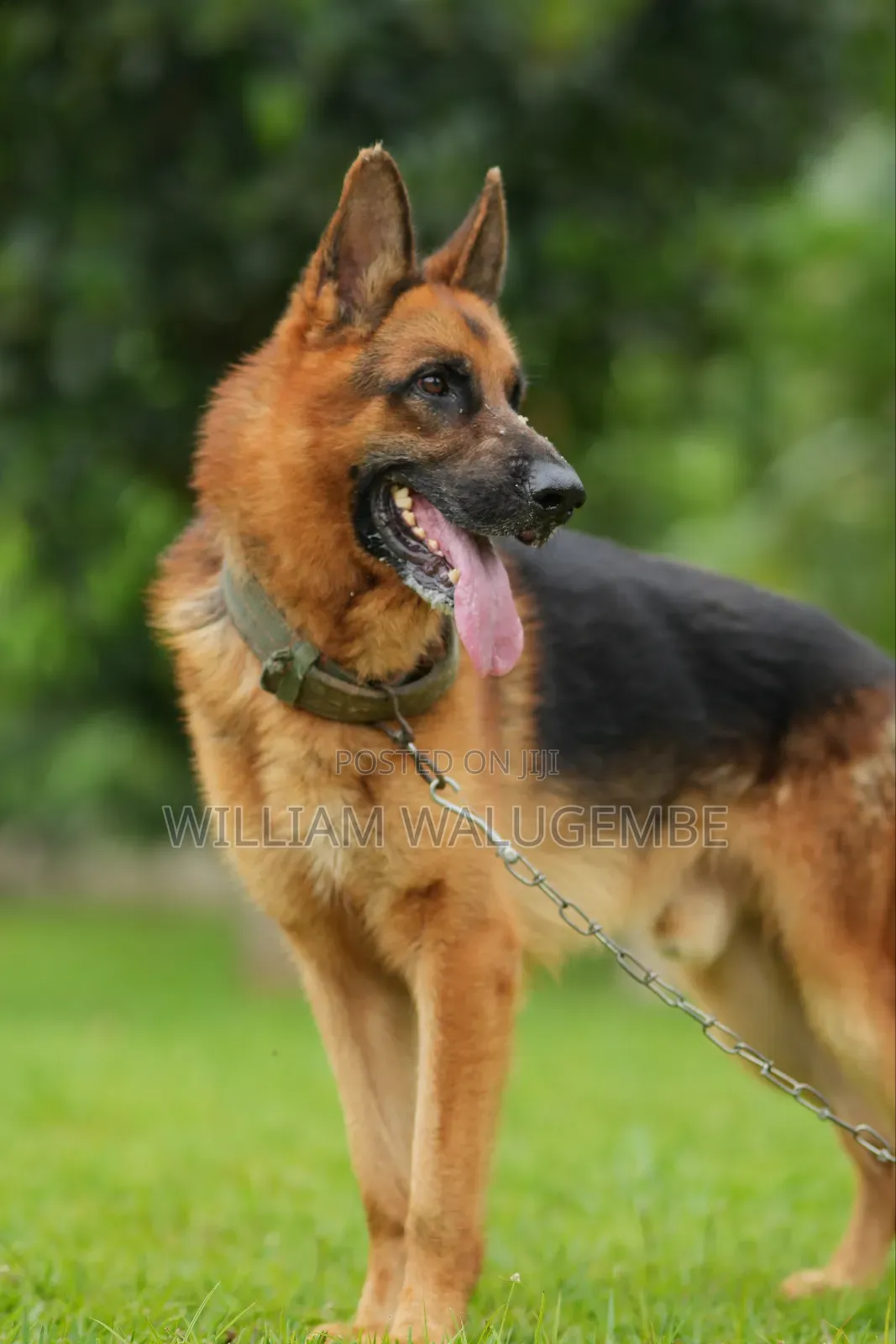 3-6 months Male Purebred German Shepherd