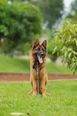 3-6 months Male Purebred German Shepherd