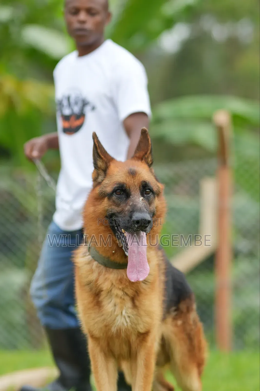 3-6 months Male Purebred German Shepherd