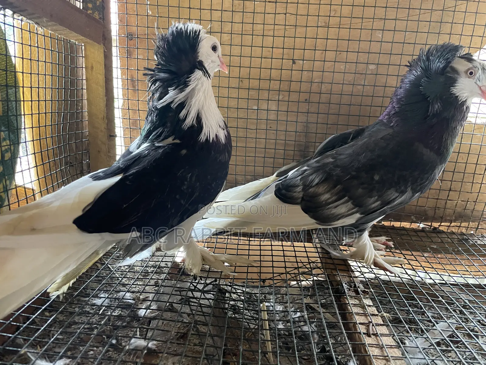 Hungarian Pigeon Pair
