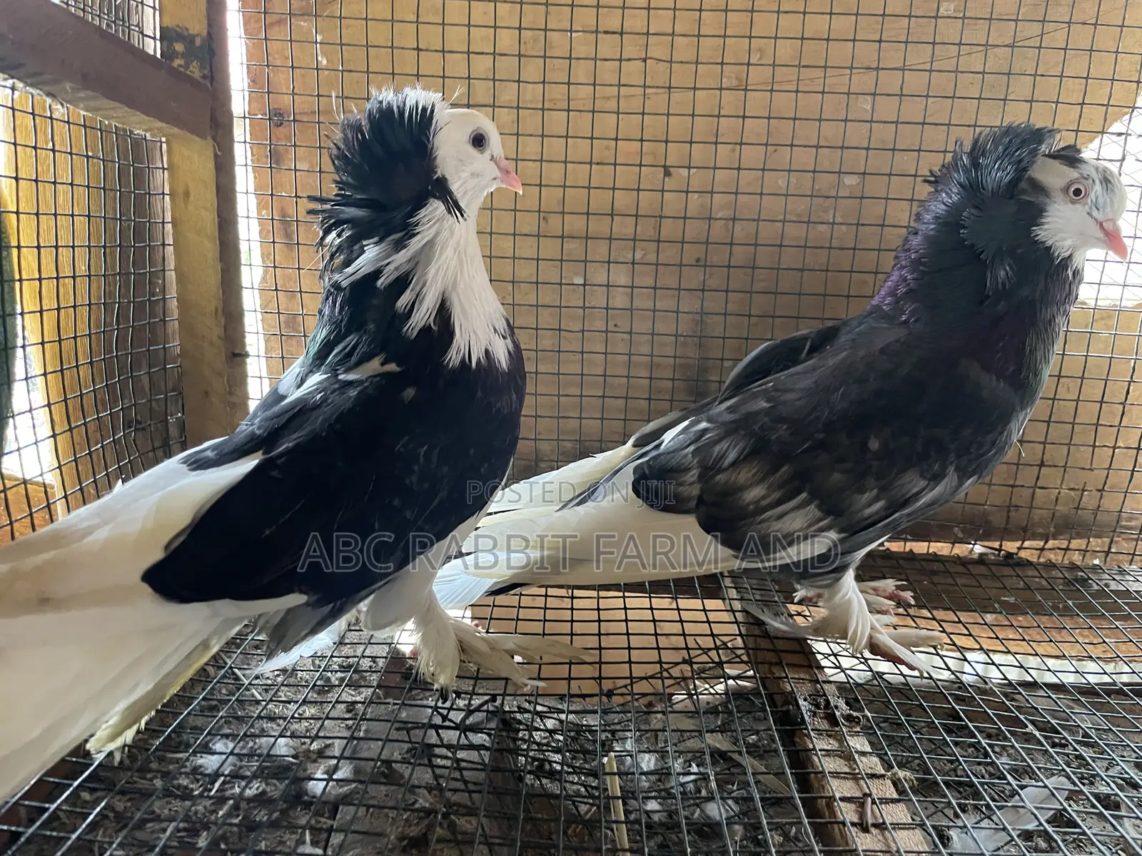 Hungarian Pigeon Pair