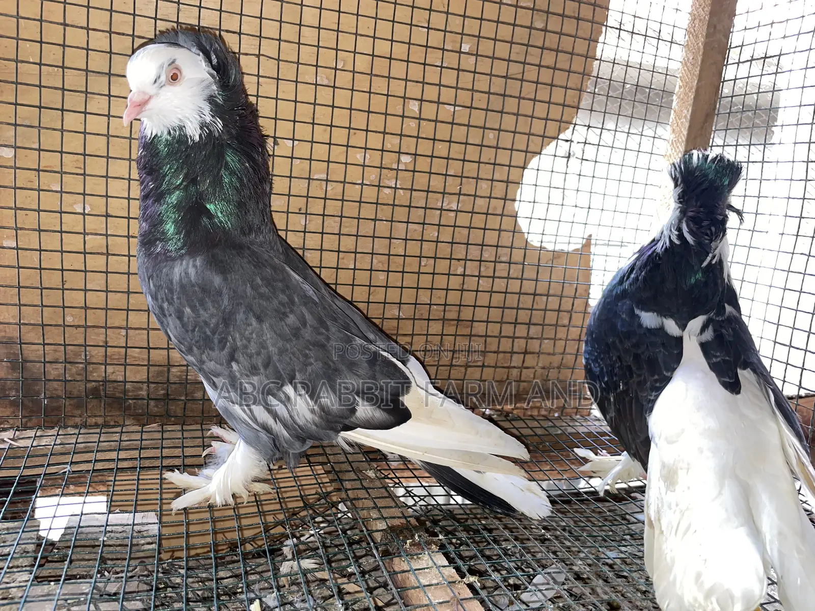 Hungarian Pigeon Pair