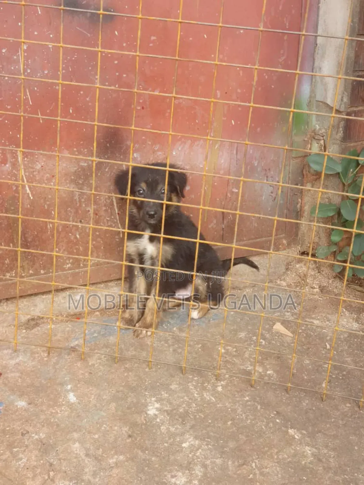 1-3 months Female Purebred German Shepherd