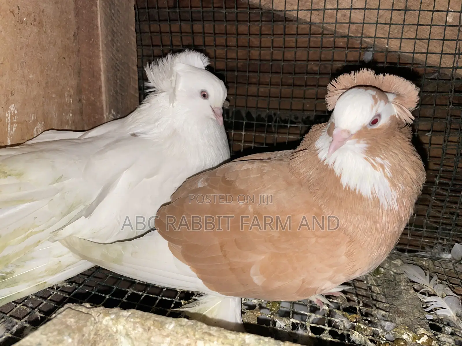 Hungarian Pigeon Pair