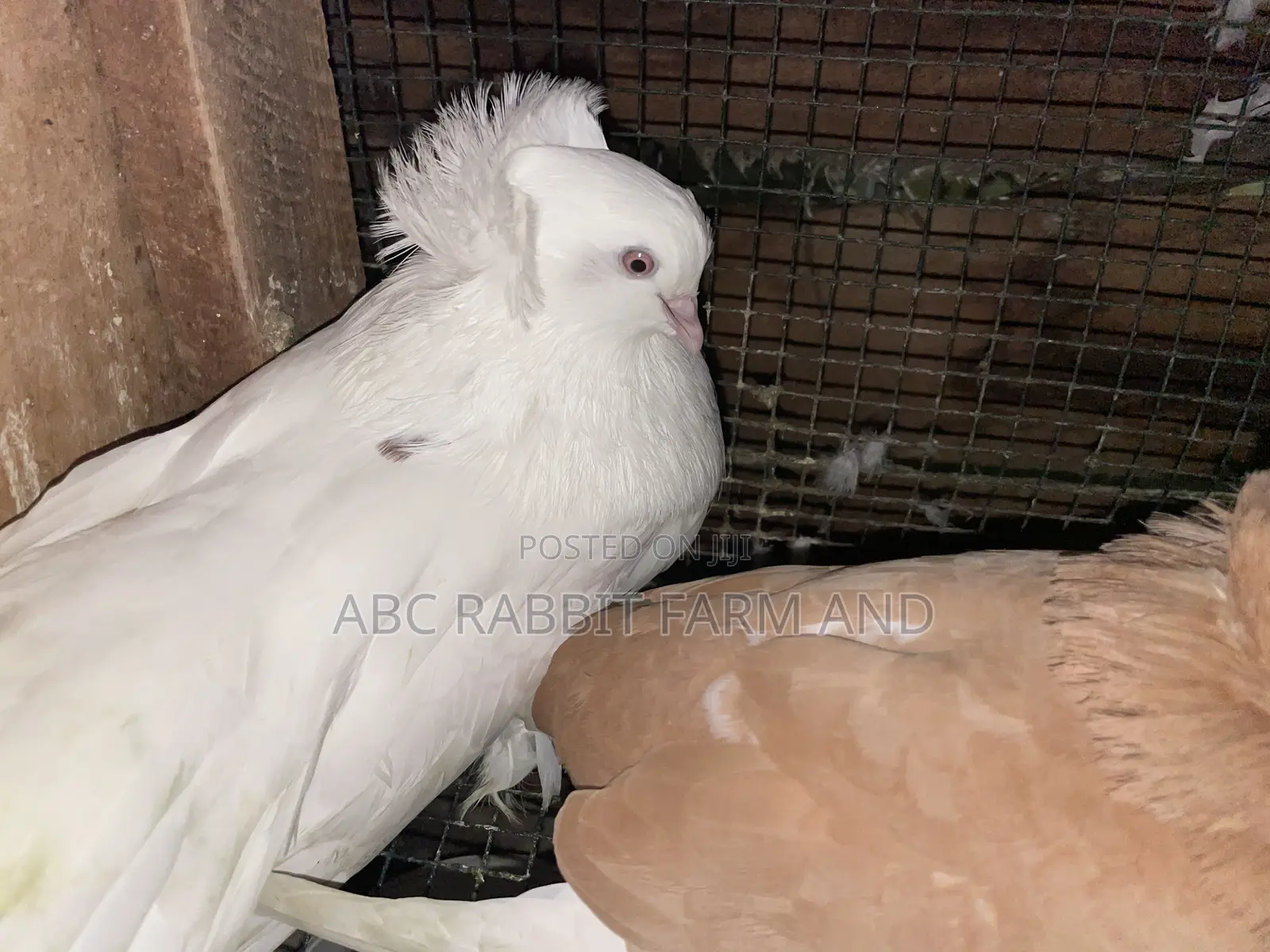 Hungarian Pigeon Pair