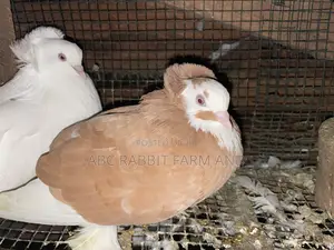 Photo - Hungarian Pigeon Pair