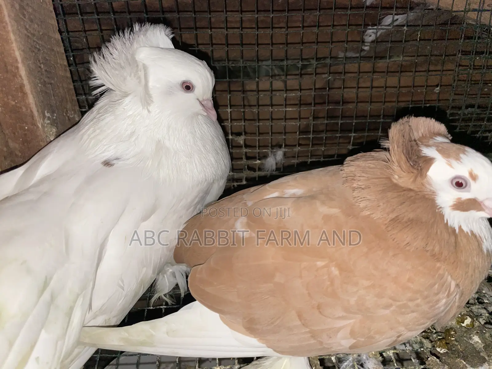 Hungarian Pigeon Pair