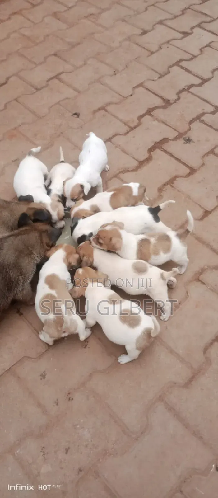 3-6 months Male Purebred Jack Russell Terrier