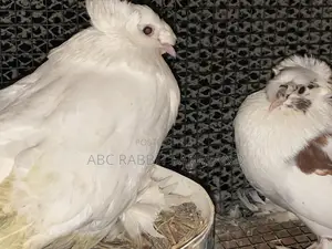 German Trumpeter Pigeon