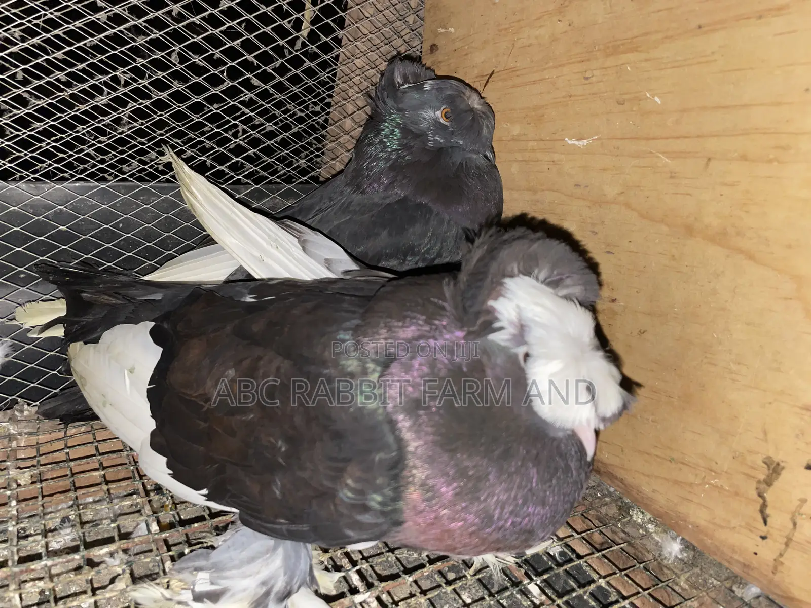 German Trumpeter Pigeon