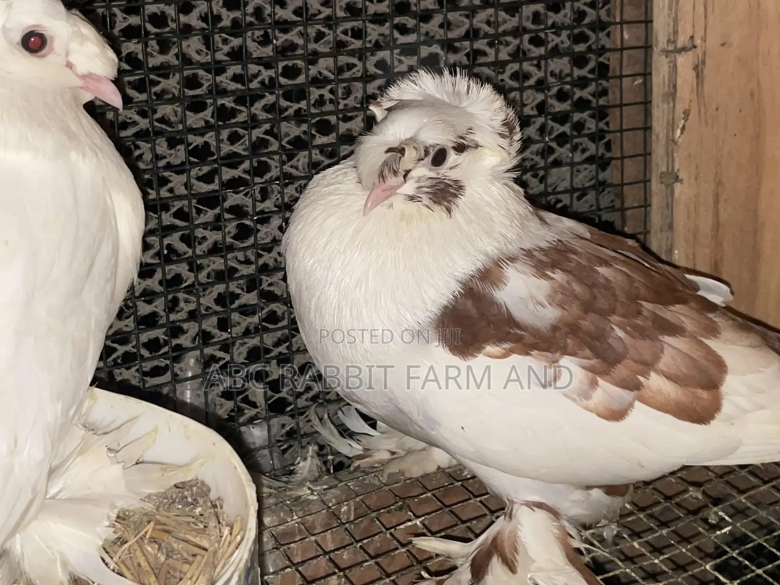 German Trumpeter Pigeon