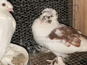 German Trumpeter Pigeon
