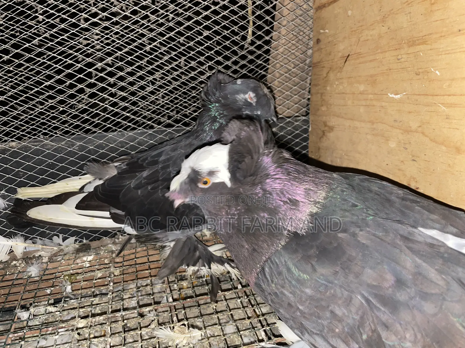 German Trumpeter Pigeon