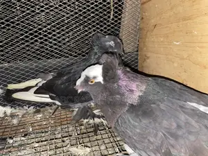 German Trumpeter Pigeon