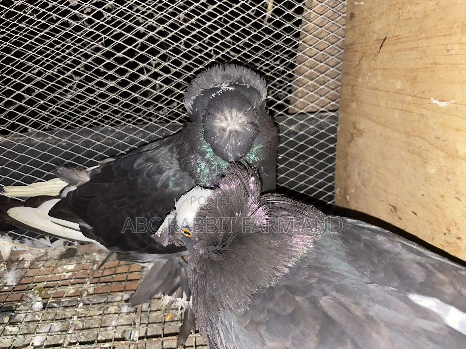 German Trumpeter Pigeon