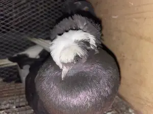 Photo - German Trumpeter Pigeon