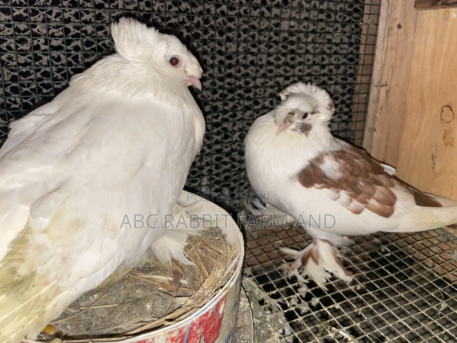 German Trumpeter Pigeon