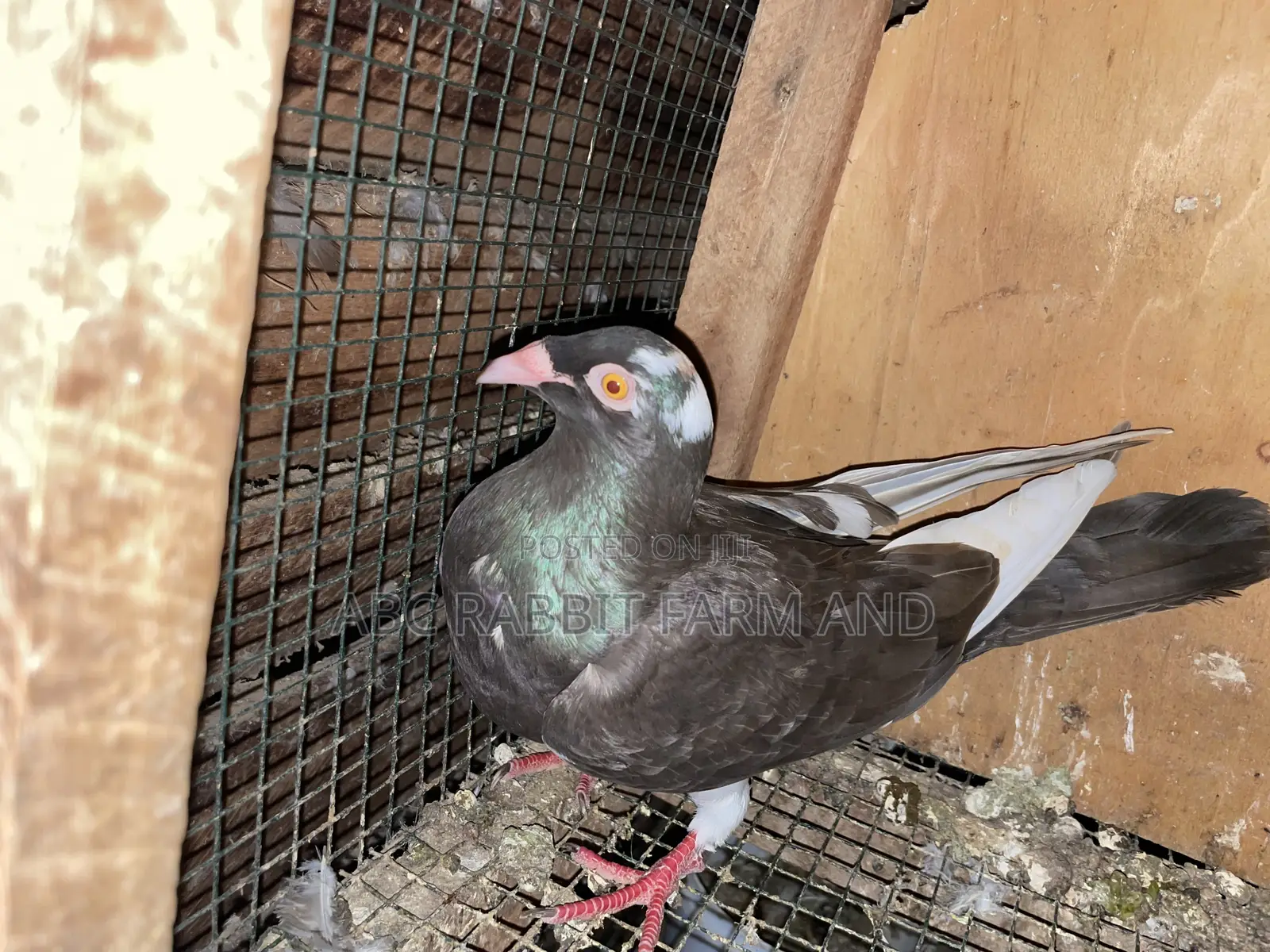 Danish Tumbler Pigeon
