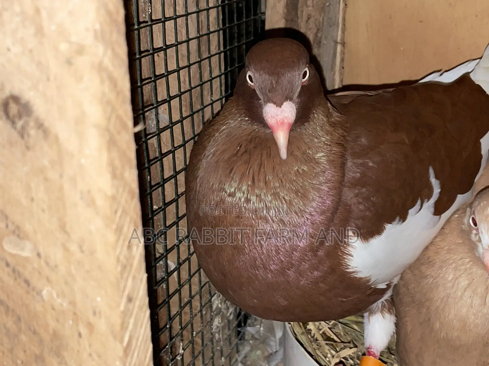 Danish Tumbler Pigeon