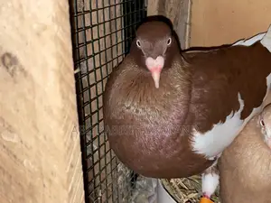 Photo - Danish Tumbler Pigeon