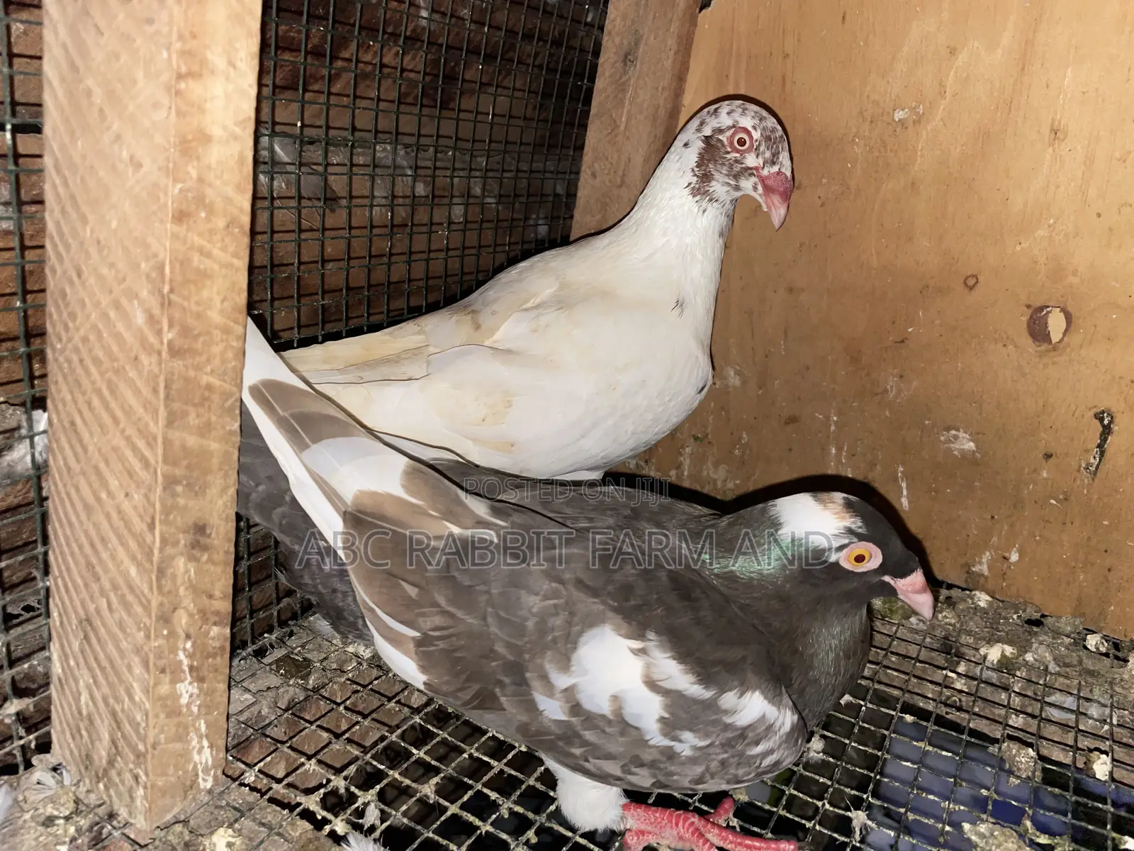 Danish Tumbler Pigeon
