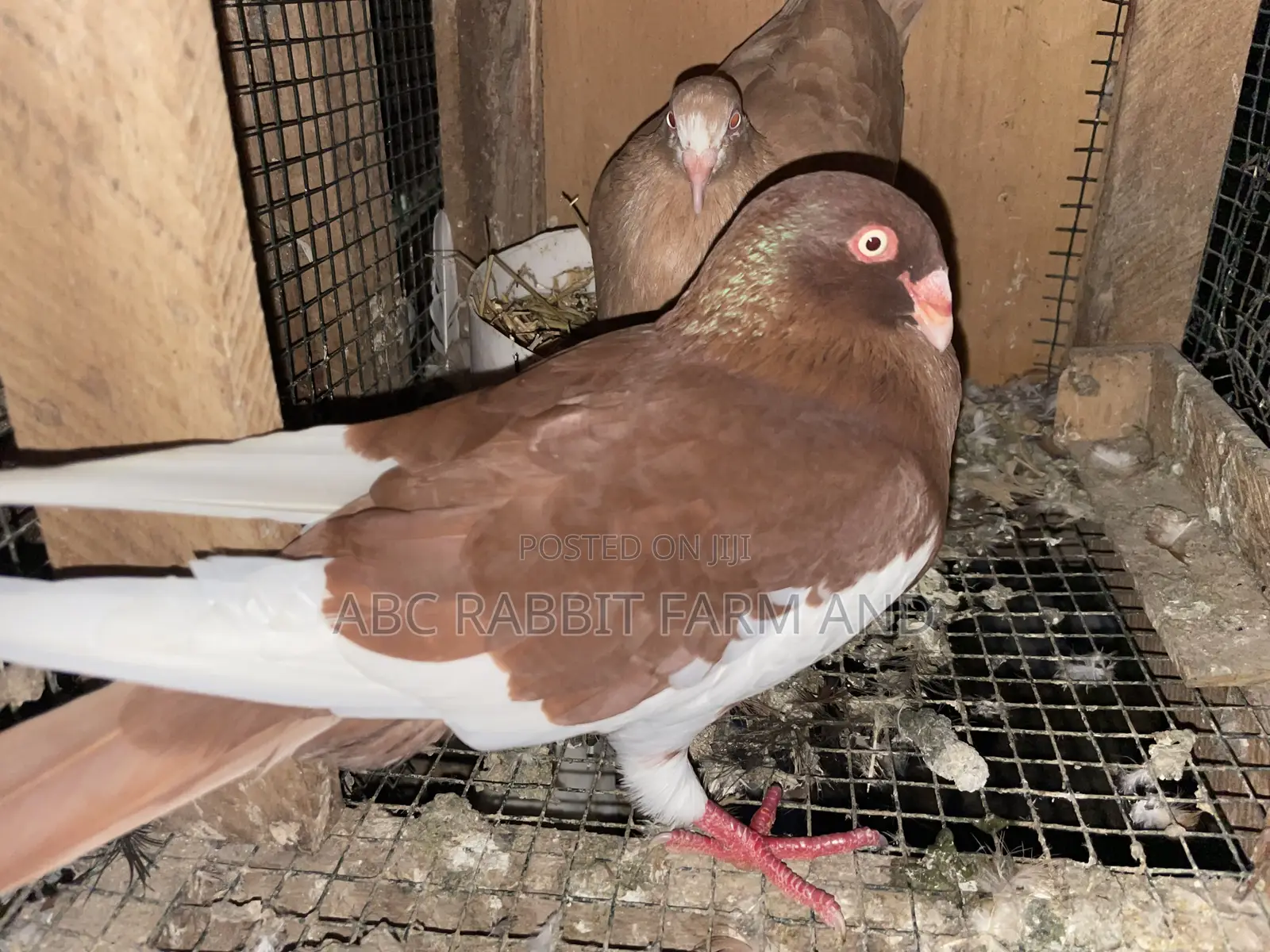 Danish Tumbler Pigeon