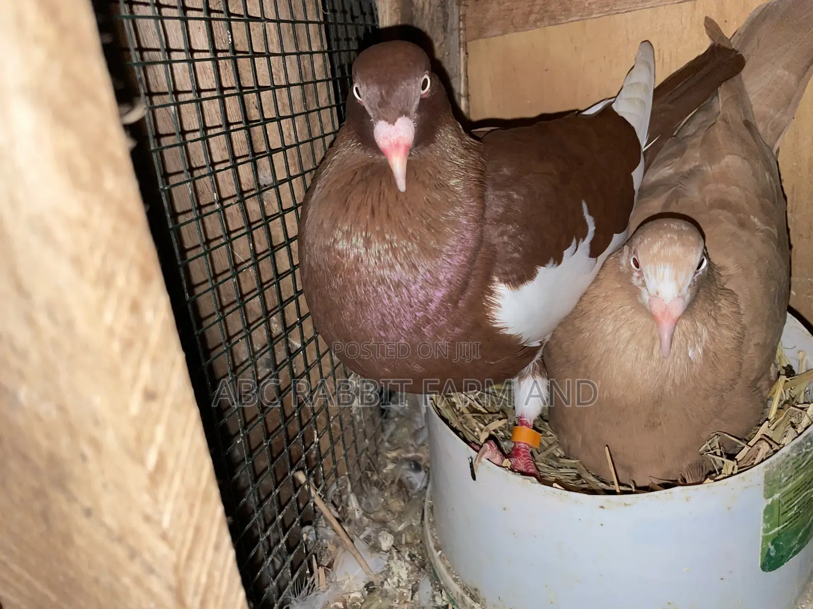 Danish Tumbler Pigeon