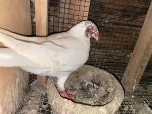 Danish Tumbler Pigeon