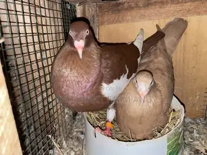 Danish Tumbler Pigeon