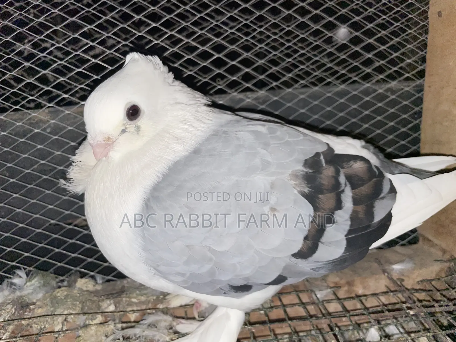 Satinette Pigeon