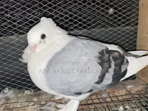 Satinette Pigeon