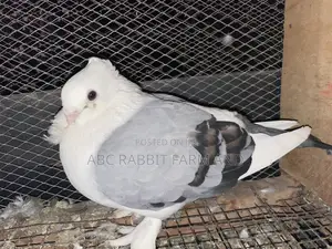 Photo - Satinette Pigeon
