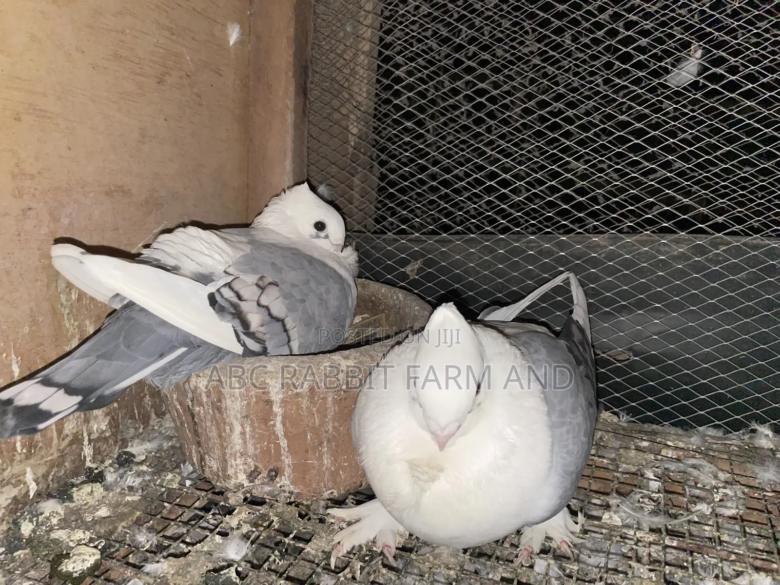 Satinette Pigeon