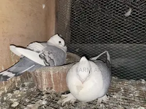 Satinette Pigeon