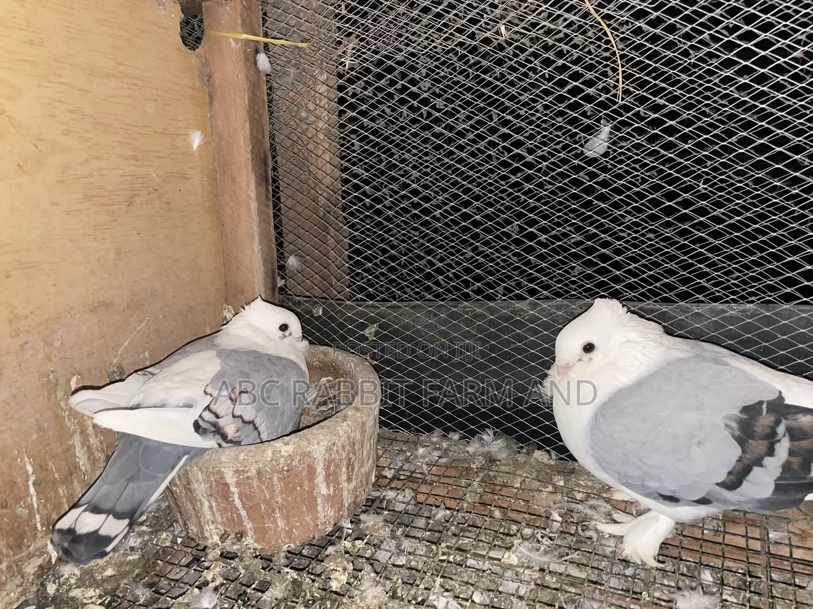 Satinette Pigeon