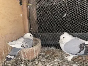Satinette Pigeon