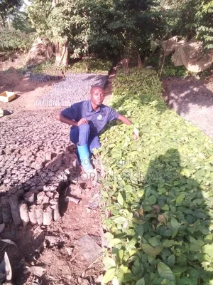 Cocoa (Mature Seedlings)