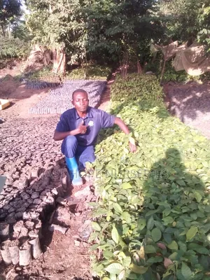 Cocoa (Mature Seedlings)