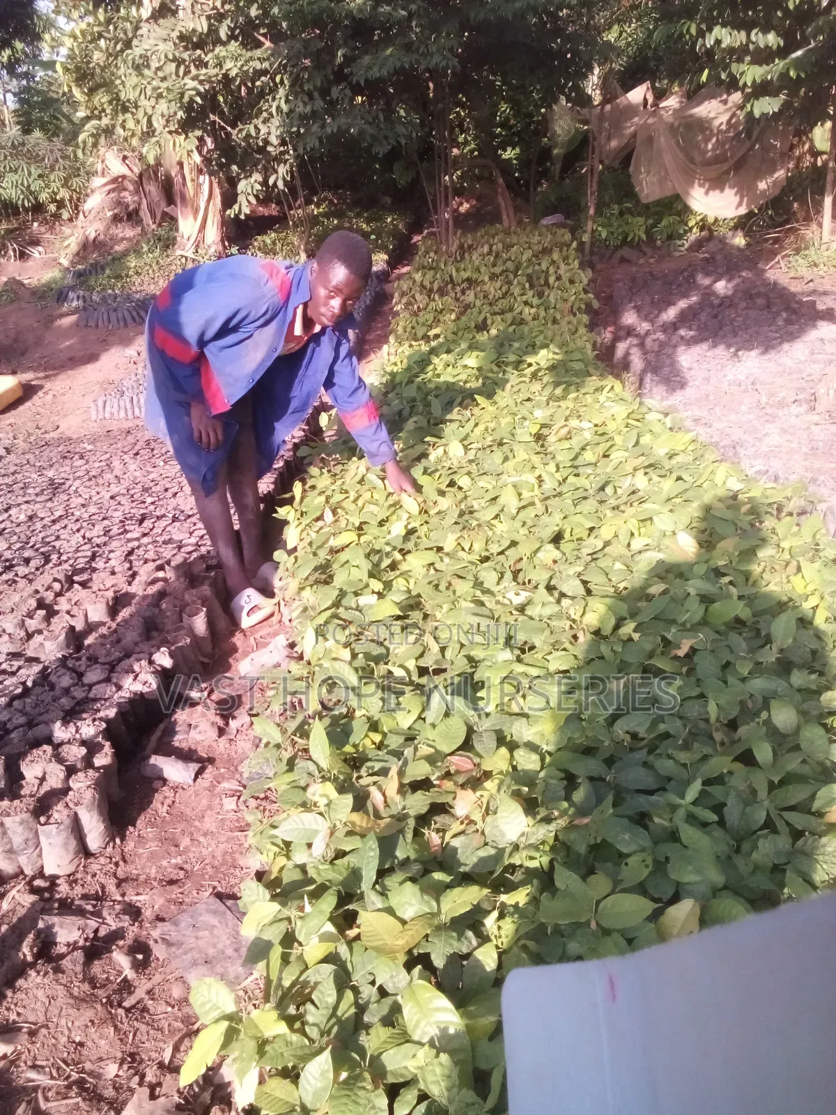 Cocoa (Mature Seedlings)