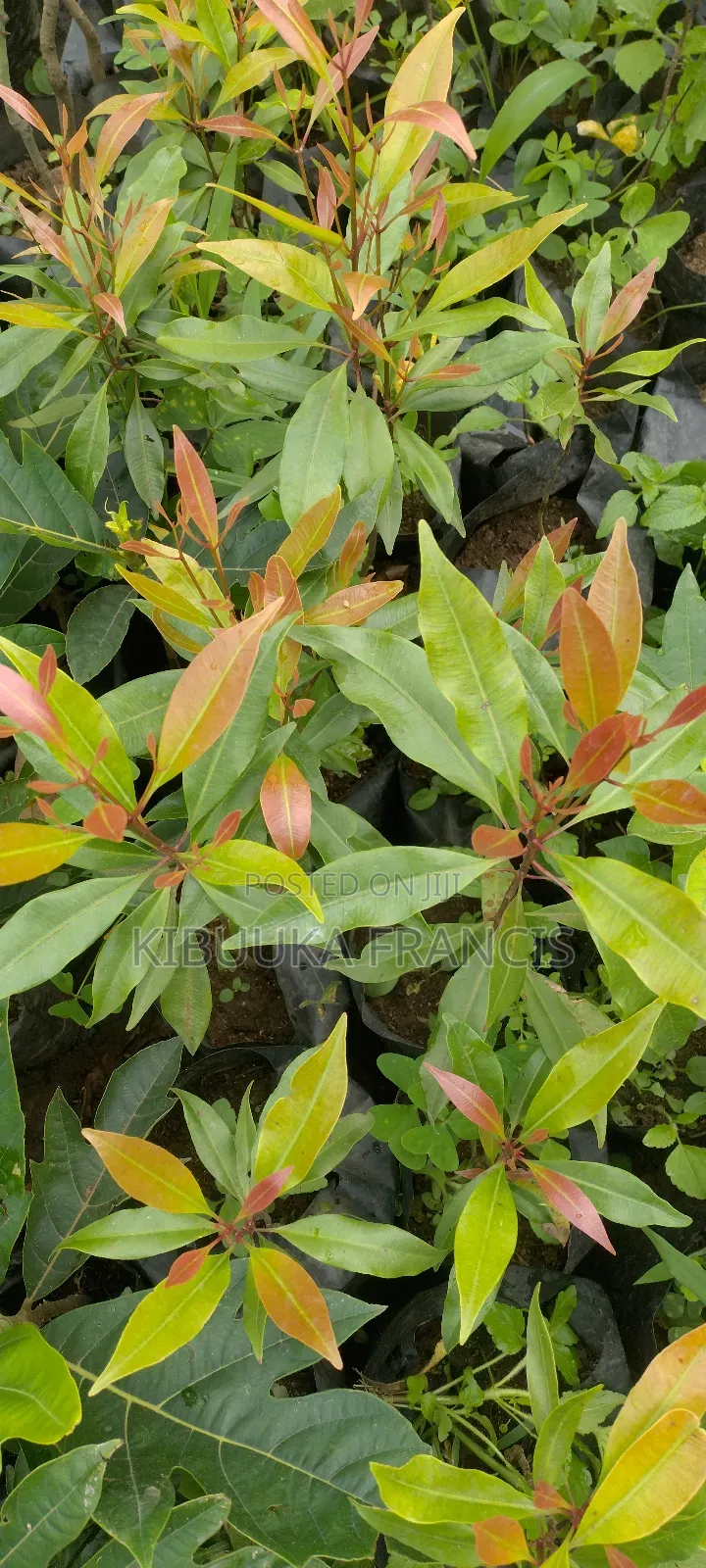 Clove (Karafu) Seedlings for Sale
